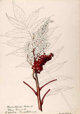 Reproducción/Reproduction 48788910366: [Water-color sketches of plants of North America and Europe]. . 