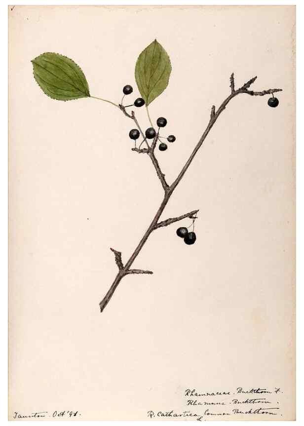Reproducción/Reproduction 48788557828: [Water-color sketches of plants of North America and Europe]. . 