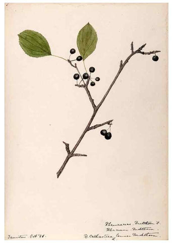 Reproducción/Reproduction 48788557828: [Water-color sketches of plants of North America and Europe]. . 