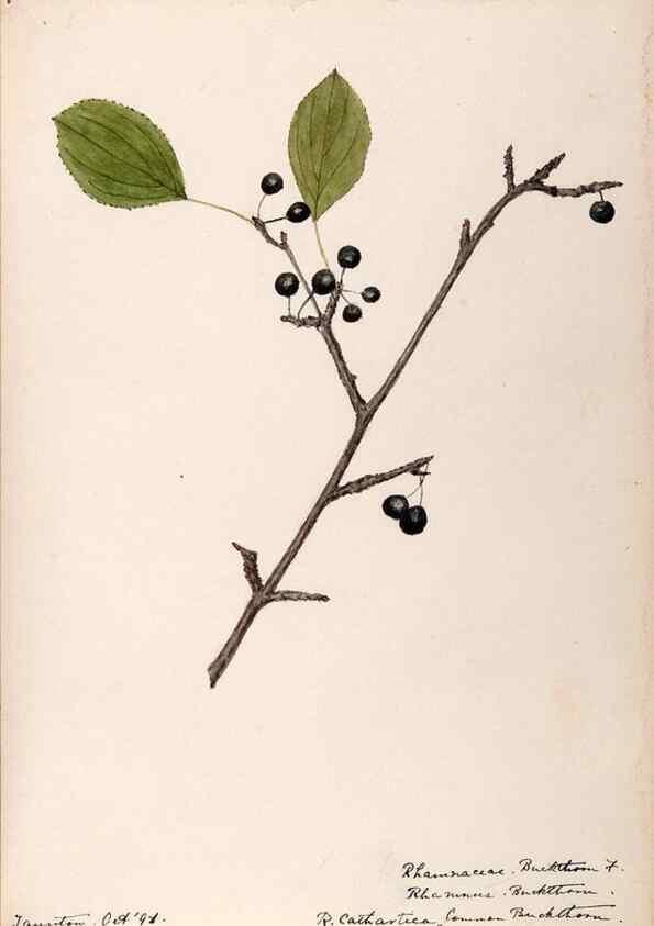Reproducción/Reproduction 48788557828: [Water-color sketches of plants of North America and Europe]. . 
