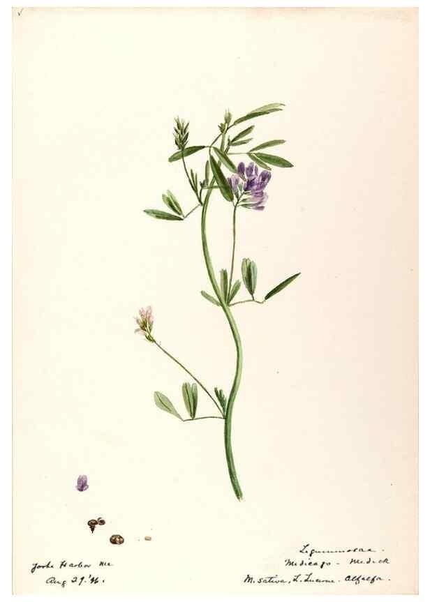 Reproducción/Reproduction 48788495713: [Water-color sketches of plants of North America and Europe]. . 