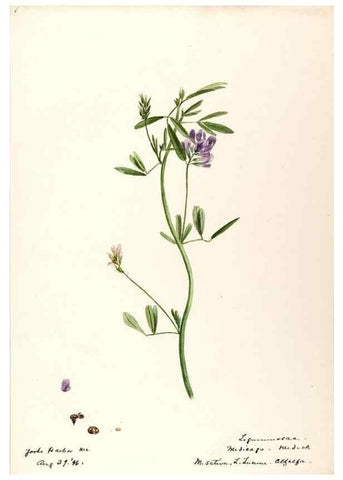 Reproducción/Reproduction 48788495713: [Water-color sketches of plants of North America and Europe]. . 