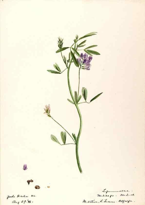 Reproducción/Reproduction 48788495713: [Water-color sketches of plants of North America and Europe]. . 