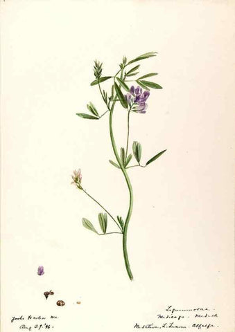 Reproducción/Reproduction 48788495713: [Water-color sketches of plants of North America and Europe]. . 