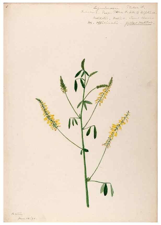Reproducción/Reproduction 48788495008: [Water-color sketches of plants of North America and Europe]. . 