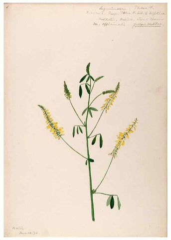 Reproducción/Reproduction 48788495008: [Water-color sketches of plants of North America and Europe]. . 