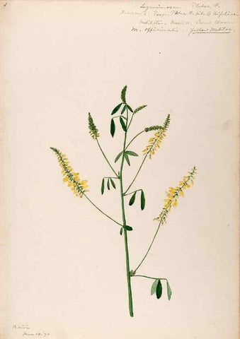 Reproducción/Reproduction 48788495008: [Water-color sketches of plants of North America and Europe]. . 