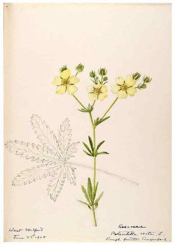 Reproducción/Reproduction 48788799331: [Water-color sketches of plants of North America and Europe]. . 