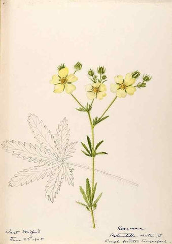 Reproducción/Reproduction 48788799331: [Water-color sketches of plants of North America and Europe]. . 