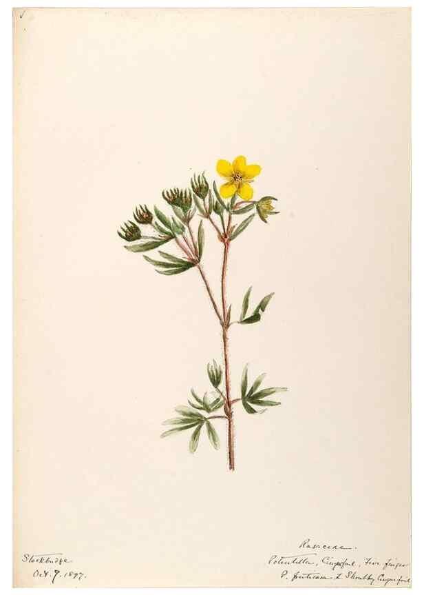 Reproducción/Reproduction 48788439128: [Water-color sketches of plants of North America and Europe]. . 
