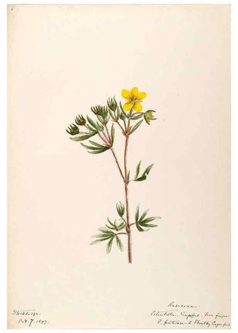 Reproducción/Reproduction 48788439128: [Water-color sketches of plants of North America and Europe]. . 