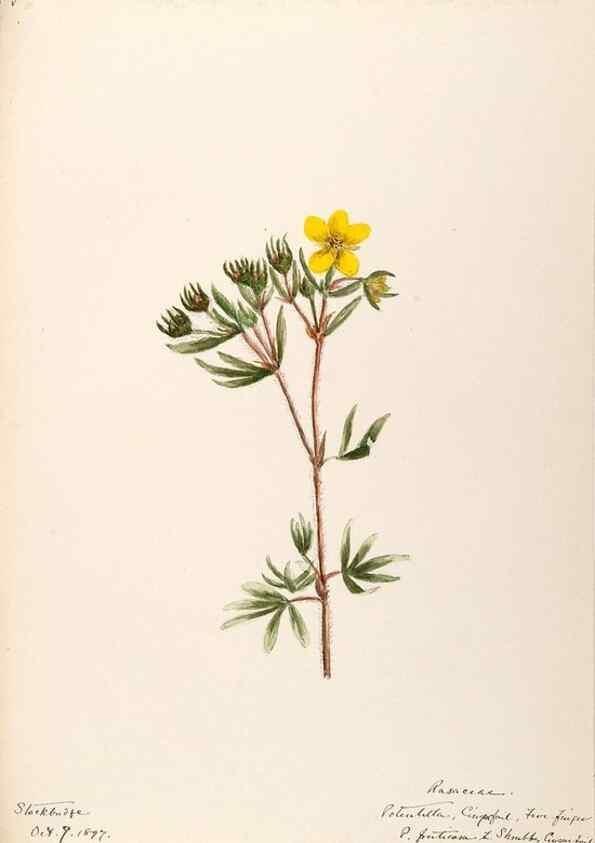Reproducción/Reproduction 48788439128: [Water-color sketches of plants of North America and Europe]. . 