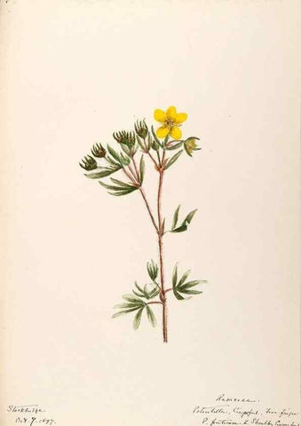 Reproducción/Reproduction 48788439128: [Water-color sketches of plants of North America and Europe]. . 