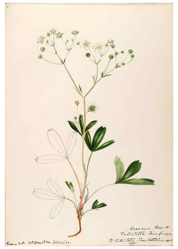 Reproducción/Reproduction 48788439498: [Water-color sketches of plants of North America and Europe]. . 