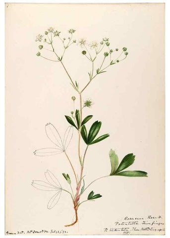 Reproducción/Reproduction 48788439498: [Water-color sketches of plants of North America and Europe]. . 