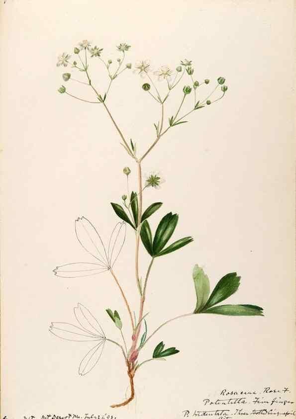 Reproducción/Reproduction 48788439498: [Water-color sketches of plants of North America and Europe]. . 