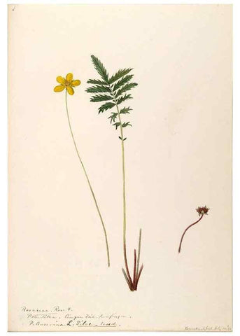 Reproducción/Reproduction 48788439813: [Water-color sketches of plants of North America and Europe]. . 