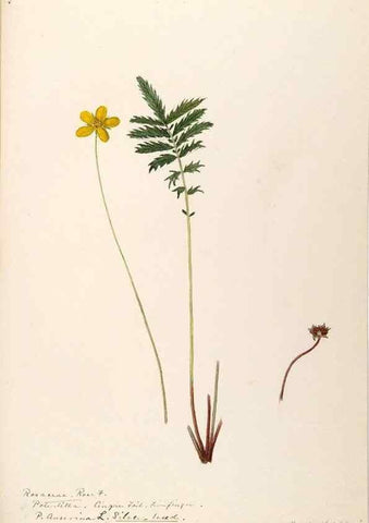 Reproducción/Reproduction 48788439813: [Water-color sketches of plants of North America and Europe]. . 