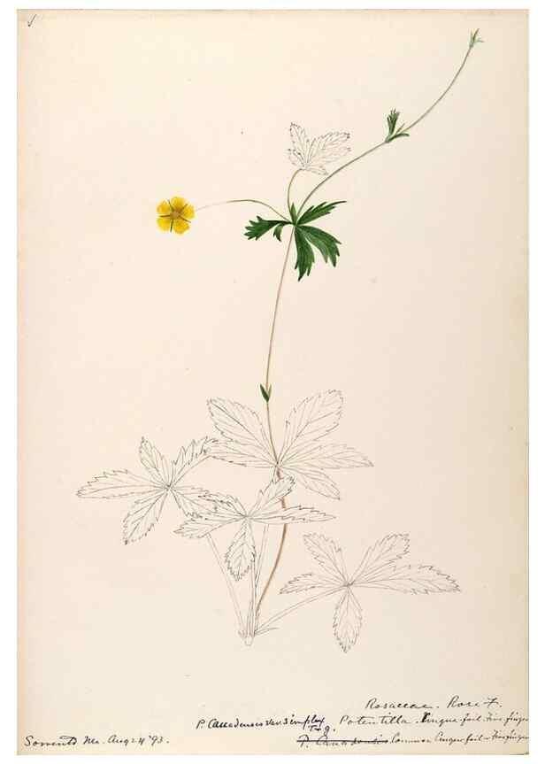 Reproducción/Reproduction 48788946217: [Water-color sketches of plants of North America and Europe]. . 
