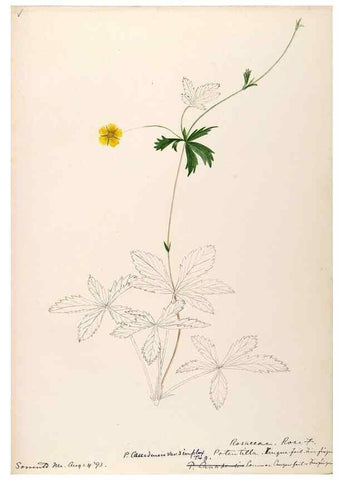 Reproducción/Reproduction 48788946217: [Water-color sketches of plants of North America and Europe]. . 
