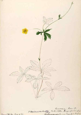 Reproducción/Reproduction 48788946217: [Water-color sketches of plants of North America and Europe]. . 