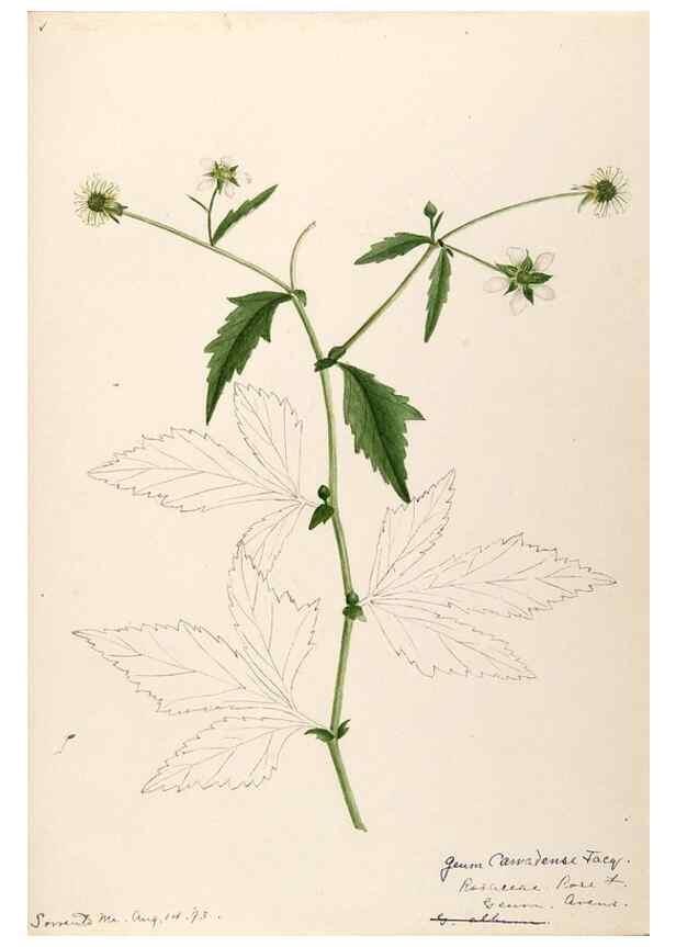 Reproducción/Reproduction 48788946632: [Water-color sketches of plants of North America and Europe]. . 