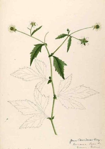 Reproducción/Reproduction 48788946632: [Water-color sketches of plants of North America and Europe]. . 