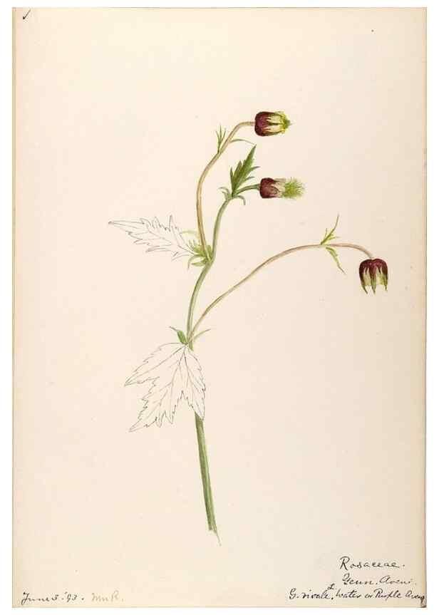 Reproducción/Reproduction 48788801466: [Water-color sketches of plants of North America and Europe]. . 