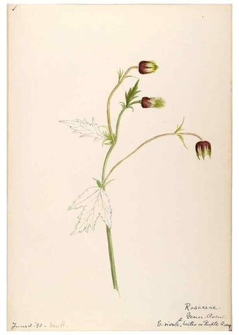 Reproducción/Reproduction 48788801466: [Water-color sketches of plants of North America and Europe]. . 