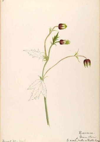 Reproducción/Reproduction 48788801466: [Water-color sketches of plants of North America and Europe]. . 