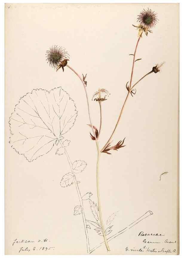 Reproducción/Reproduction 48788441228: [Water-color sketches of plants of North America and Europe]. . 