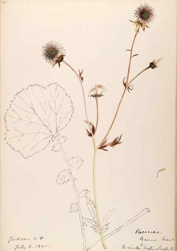 Reproducción/Reproduction 48788441228: [Water-color sketches of plants of North America and Europe]. . 