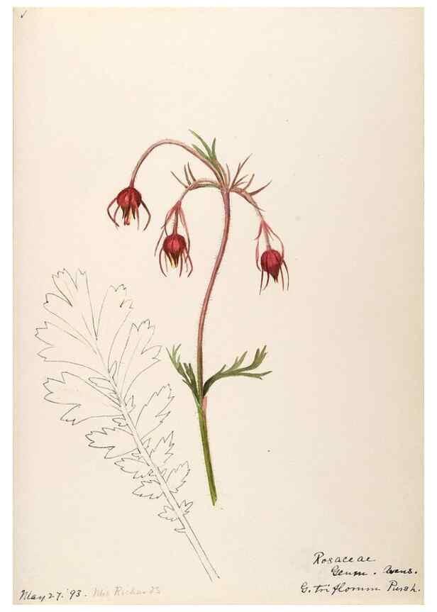 Reproducción/Reproduction 48788947807: [Water-color sketches of plants of North America and Europe]. . 
