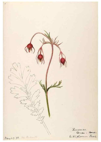 Reproducción/Reproduction 48788947807: [Water-color sketches of plants of North America and Europe]. . 
