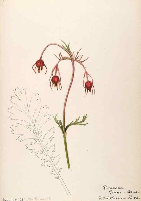 Reproducción/Reproduction 48788947807: [Water-color sketches of plants of North America and Europe]. . 