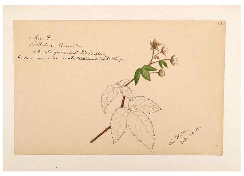 Reproducción/Reproduction 48788948212: [Water-color sketches of plants of North America and Europe]. . 