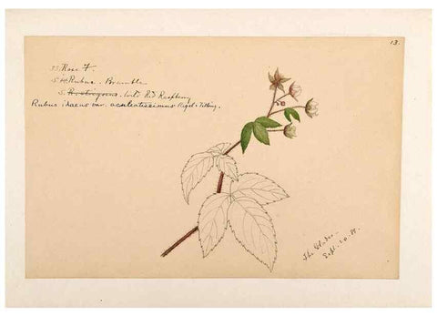 Reproducción/Reproduction 48788948212: [Water-color sketches of plants of North America and Europe]. . 
