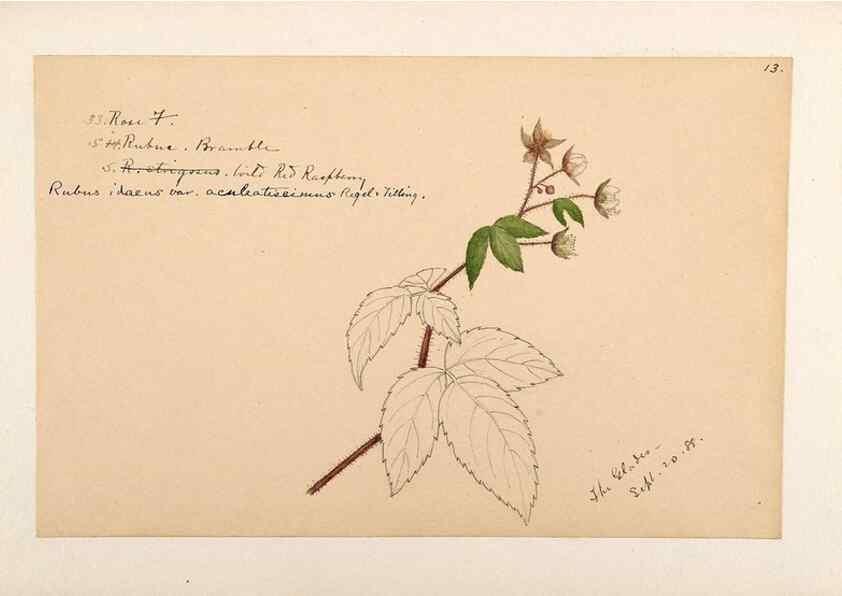 Reproducción/Reproduction 48788948212: [Water-color sketches of plants of North America and Europe]. . 