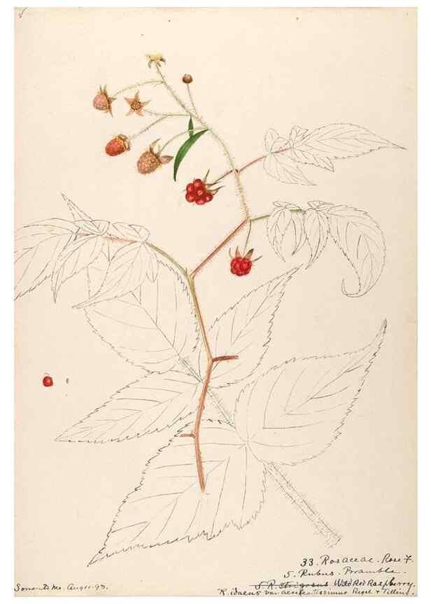 Reproducción/Reproduction 48788442328: [Water-color sketches of plants of North America and Europe]. . 