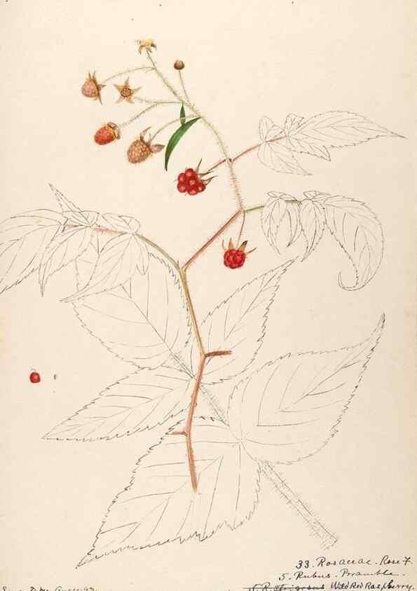Reproducción/Reproduction 48788442328: [Water-color sketches of plants of North America and Europe]. . 