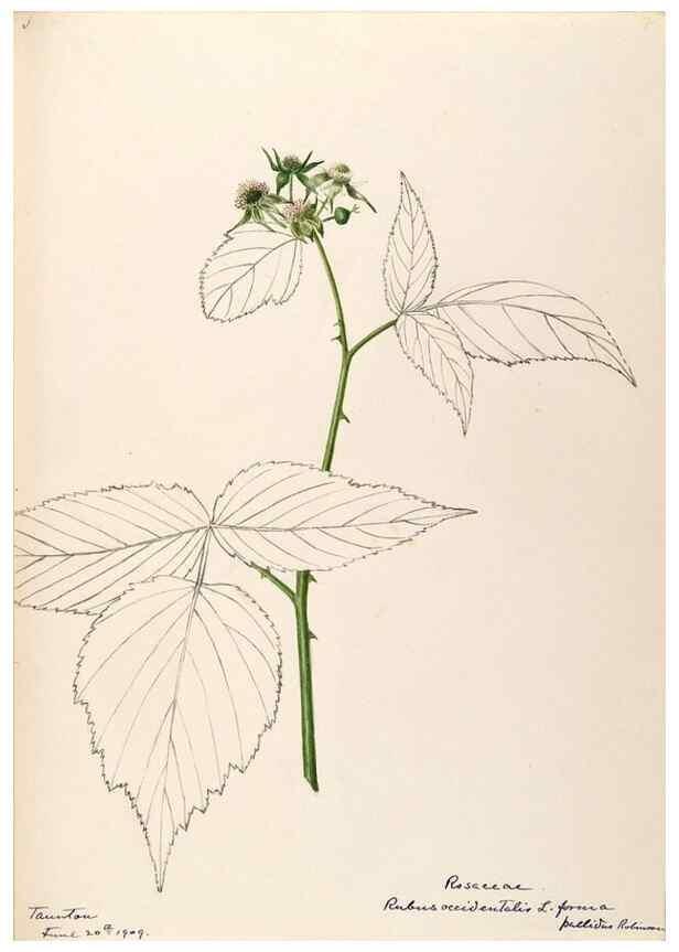 Reproducción/Reproduction 48788803491: [Water-color sketches of plants of North America and Europe]. . 