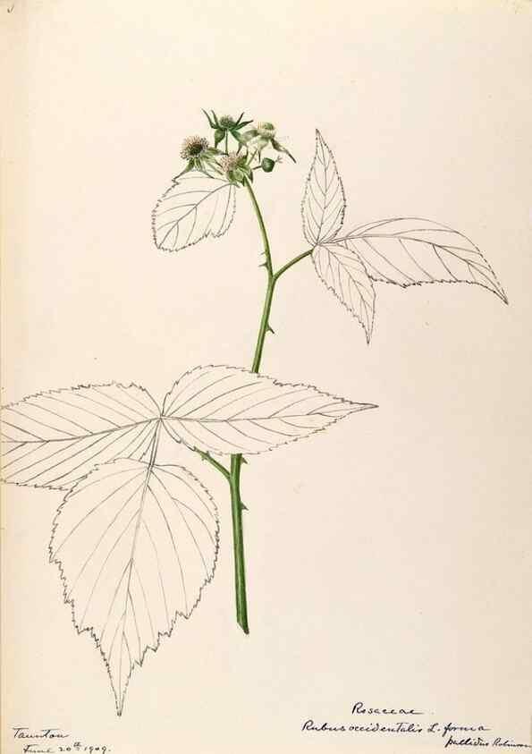 Reproducción/Reproduction 48788803491: [Water-color sketches of plants of North America and Europe]. . 