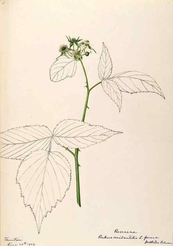 Reproducción/Reproduction 48788803491: [Water-color sketches of plants of North America and Europe]. . 