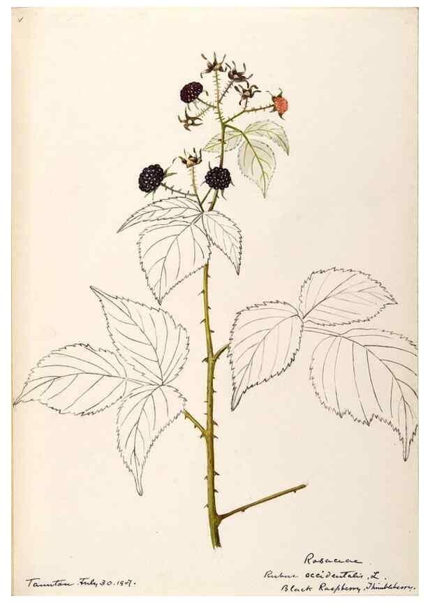 Reproducción/Reproduction 48788949772: [Water-color sketches of plants of North America and Europe]. . 