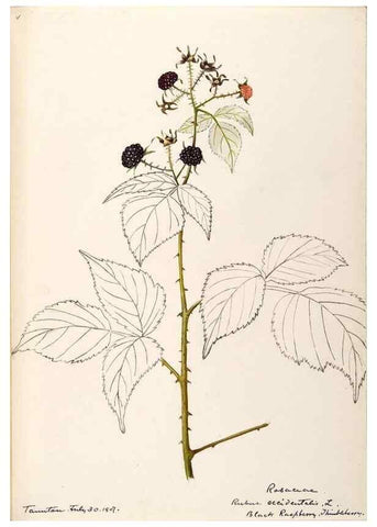 Reproducción/Reproduction 48788949772: [Water-color sketches of plants of North America and Europe]. . 