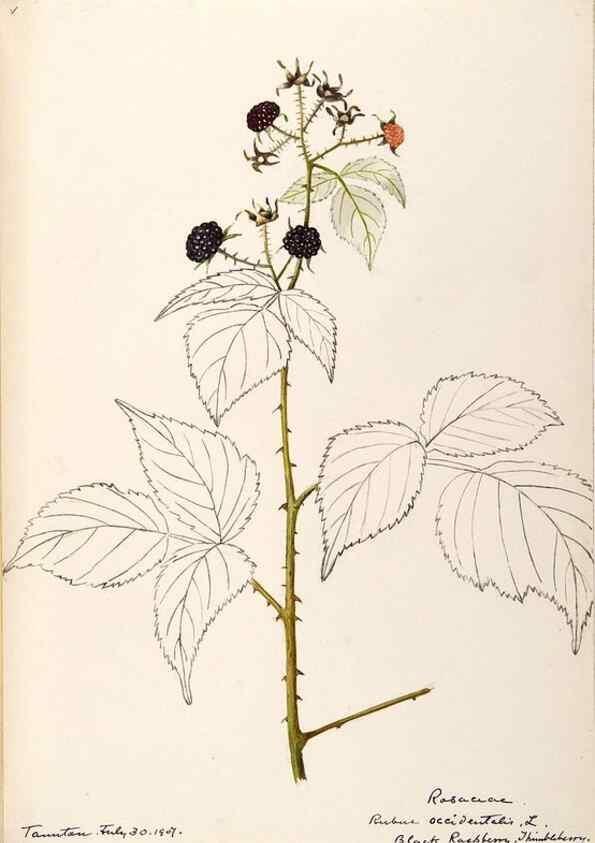 Reproducción/Reproduction 48788949772: [Water-color sketches of plants of North America and Europe]. . 