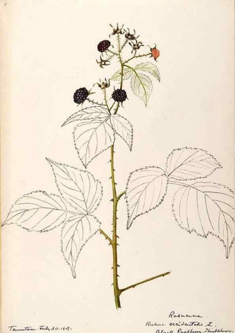 Reproducción/Reproduction 48788949772: [Water-color sketches of plants of North America and Europe]. . 