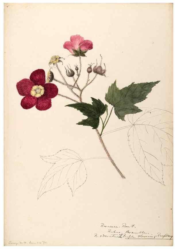 Reproducción/Reproduction 48788804601: [Water-color sketches of plants of North America and Europe]. . 