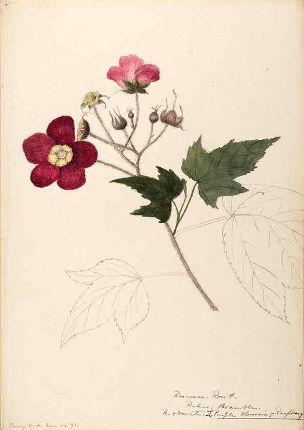 Reproducción/Reproduction 48788804601: [Water-color sketches of plants of North America and Europe]. . 