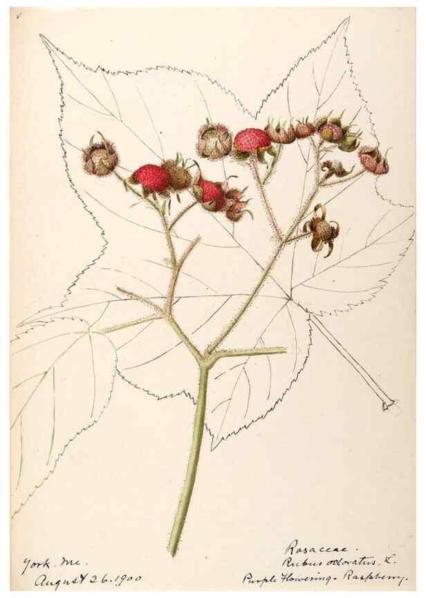 Reproducción/Reproduction 48788950417: [Water-color sketches of plants of North America and Europe]. . 